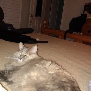 Meet your Posher, Suella